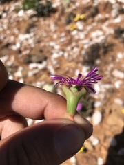 Schlechteranthus connatus