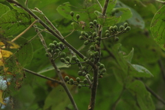 Bursera instabilis
