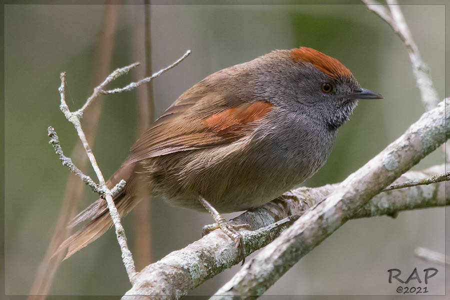 Spix's Spinetail (Synallaxis spixi)