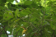 Bursera instabilis