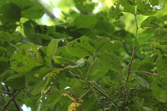 Bursera instabilis
