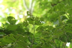 Bursera instabilis