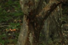 Bursera instabilis