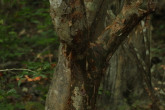 Bursera instabilis