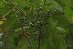 Bursera instabilis