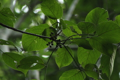 Bursera cinerea