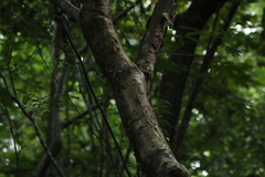 Bursera cinerea
