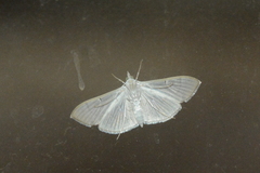 Poliobotys ablactalis