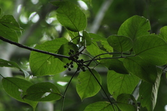 Bursera cinerea