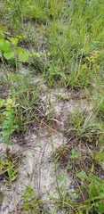 Solidago gracillima