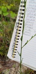 Solidago gracillima
