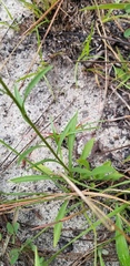 Solidago gracillima