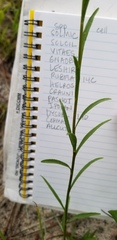 Solidago gracillima