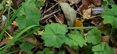 Alchemilla heptagona