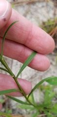 Solidago gracillima