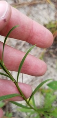 Solidago gracillima