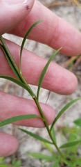 Solidago gracillima