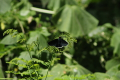Elbella scylla