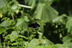 Elbella scylla