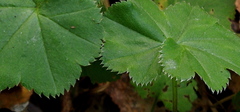Alchemilla heptagona