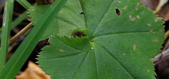 Alchemilla heptagona