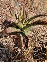 Aloe dyeri