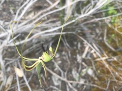 Caladenia exstans