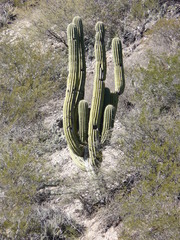 Trichocereus terscheckii