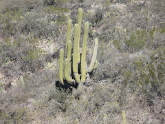 Trichocereus terscheckii