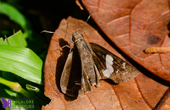 Notocrypta curvifascia