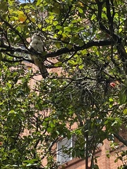 Aves