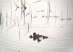 Tachybaptus ruficollis