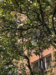 Aves