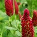 Crimson Clover - Photo (c) Nemo's great uncle, some rights reserved (CC BY-NC-SA)