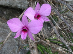 Dendrobium bigibbum