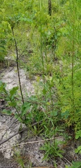 Solidago gracillima