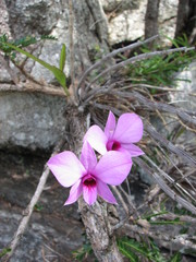 Dendrobium bigibbum