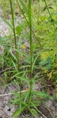 Solidago gracillima