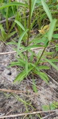Solidago gracillima