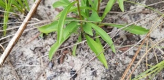 Solidago gracillima