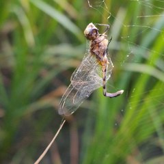 Diplacodes trivialis