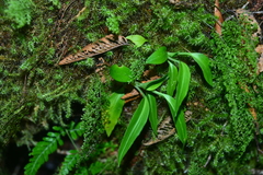 Goodyera robusta