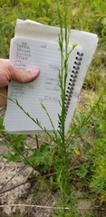 Solidago gracillima