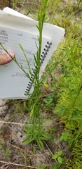 Solidago gracillima