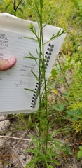 Solidago gracillima