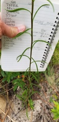 Solidago gracillima