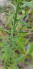Liatris secunda