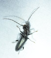Oxycopis falli