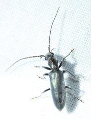 Oxycopis falli