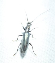 Oxycopis falli